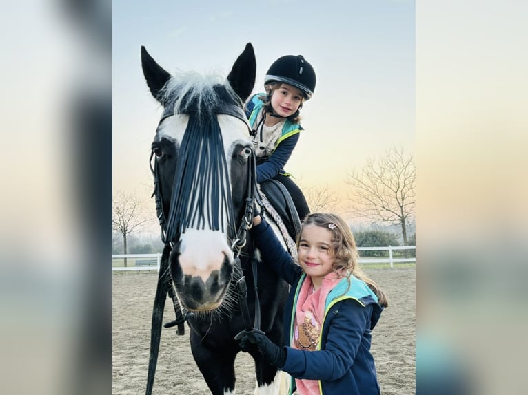 American Paint Horse Hengst 10 Jaar 153 cm Gevlekt-paard in Boccaleone
