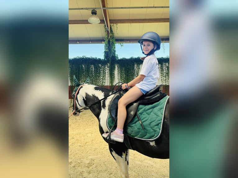 American Paint Horse Hengst 10 Jahre 153 cm Schecke in Boccaleone