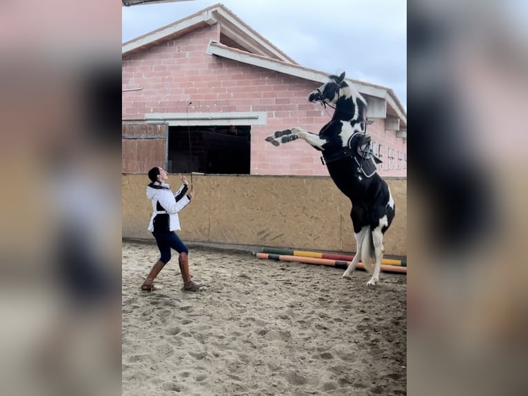 American Paint Horse Hengst 10 Jahre 153 cm Schecke in Boccaleone