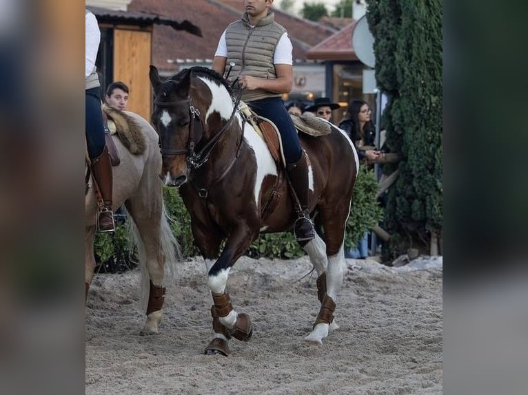 American Paint Horse Mix Hengst 11 Jaar 160 cm Appaloosa in Braga