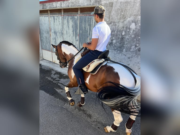 American Paint Horse Mix Hengst 11 Jahre 160 cm Tigerschecke in Braga