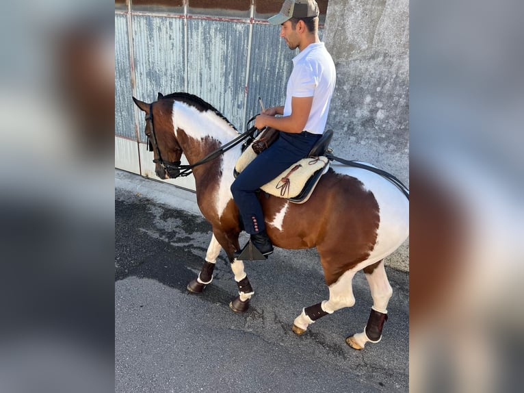 American Paint Horse Mix Hengst 11 Jahre 160 cm Tigerschecke in Braga