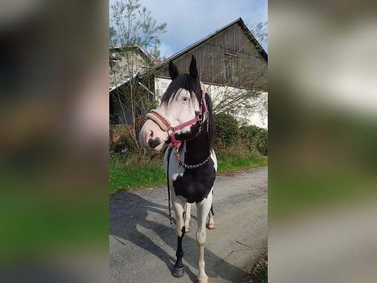 American Paint Horse Hengst 12 Jaar 157 cm Overo-alle-kleuren in Windeck