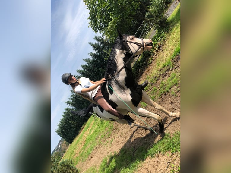 American Paint Horse Hengst 12 Jahre 157 cm Overo-alle-Farben in Windeck