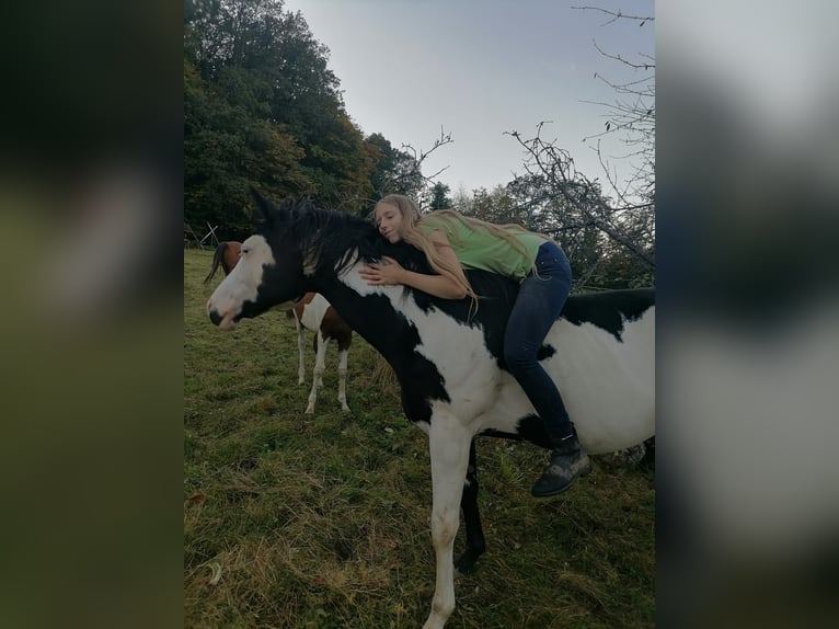 American Paint Horse Hengst 12 Jahre 157 cm Overo-alle-Farben in Windeck