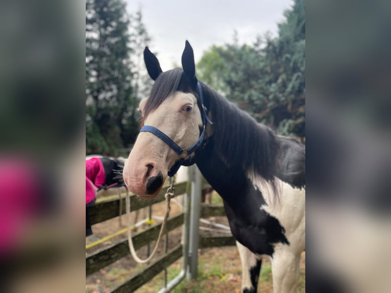 American Paint Horse Hengst 12 Jahre 158 cm Overo-alle-Farben in Windeck