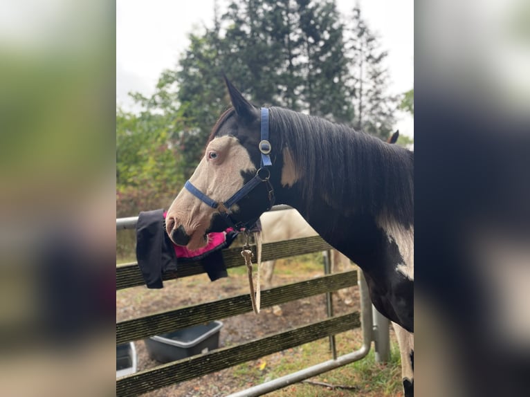 American Paint Horse Hengst 12 Jahre 158 cm Overo-alle-Farben in Windeck