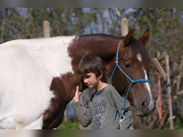 American Paint Horse Hengst 15 Jaar 153 cm Vos in Příbram