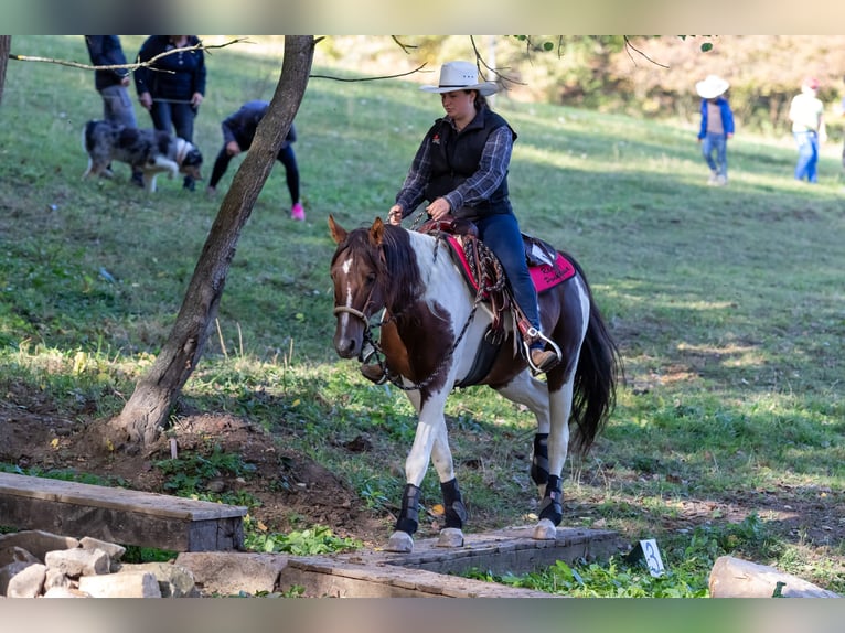 American Paint Horse Hengst 15 Jaar 153 cm Vos in Příbram