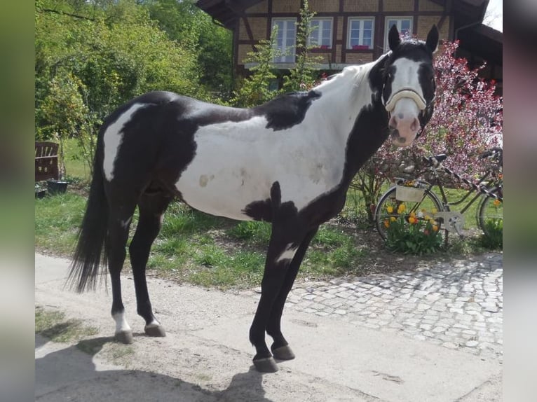 American Paint Horse Hengst 15 Jahre 150 cm Overo-alle-Farben in Ribbeck