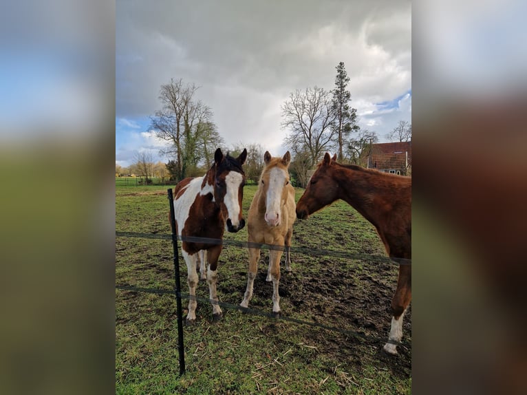 American Paint Horse Hengst 1 Jaar 140 cm Champagne in Delden