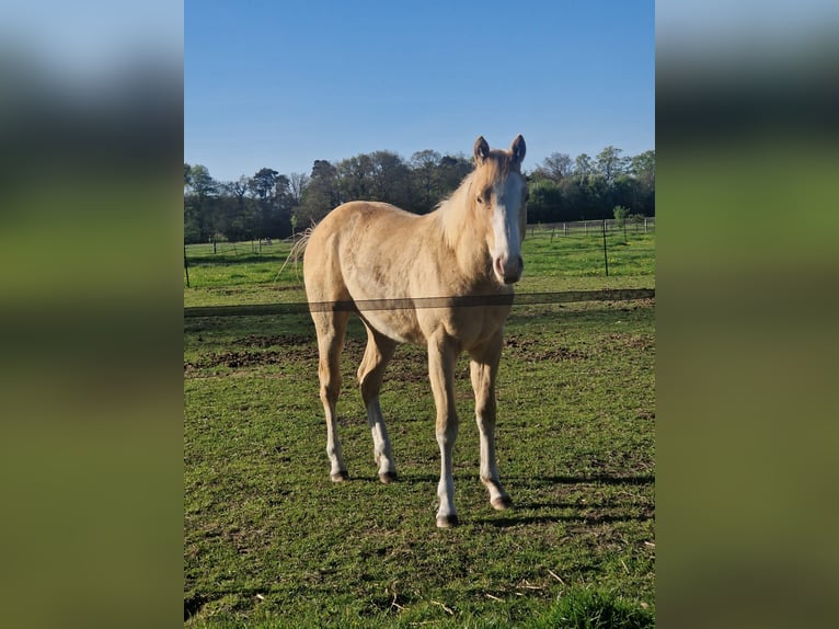 American Paint Horse Hengst 1 Jaar 140 cm Champagne in Delden