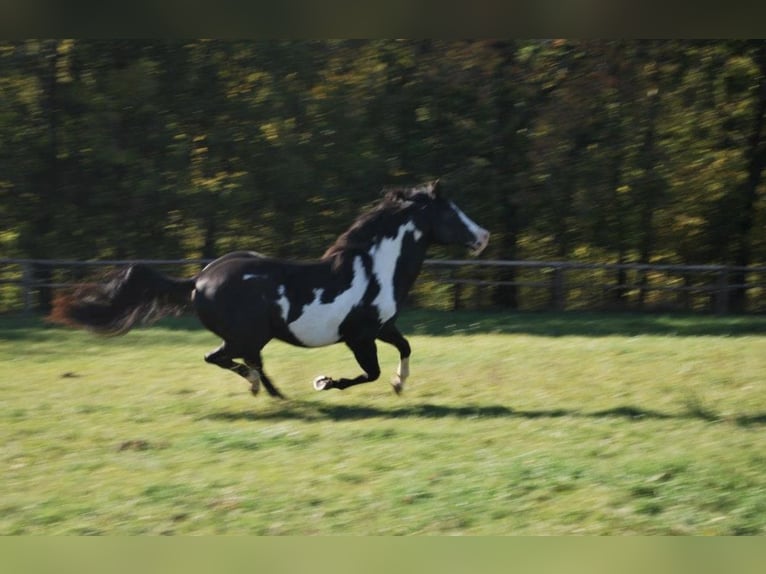 American Paint Horse Hengst 1 Jaar 145 cm Roodvos in Liptovský Mikuláš