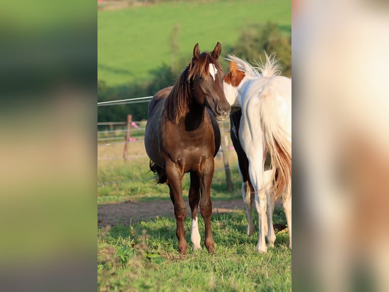 American Paint Horse Hengst 1 Jaar 148 cm Zwart in Hellenthal