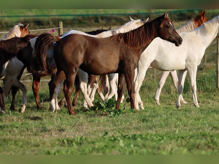 American Paint Horse Hengst 1 Jaar 148 cm Zwart in Hellenthal
