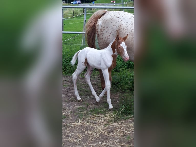 American Paint Horse Mix Hengst 1 Jaar 150 cm Champagne in Neuenhaus