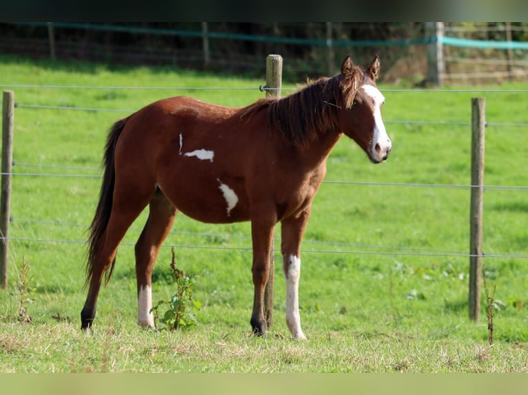 American Paint Horse Hengst 1 Jaar 150 cm Overo-alle-kleuren in Hellenthal