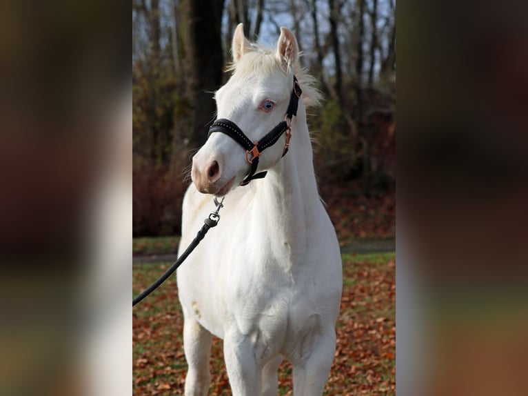 American Paint Horse Hengst 1 Jaar 150 cm Overo-alle-kleuren in Hellenthal