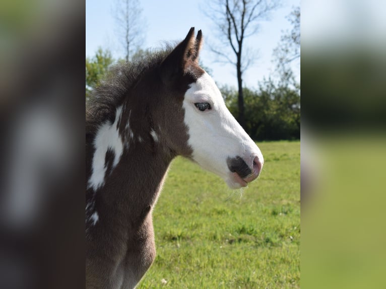 American Paint Horse Hengst 1 Jaar 150 cm Overo-alle-kleuren in Neustadt Dosse
