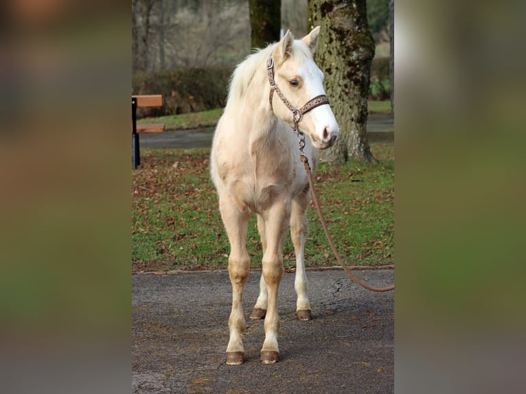 American Paint Horse Hengst 1 Jaar 150 cm Palomino in Hellenthal