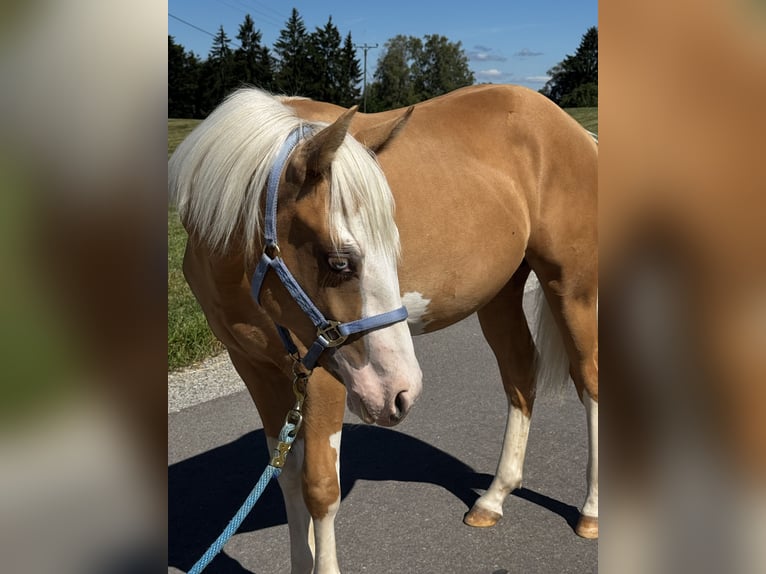 American Paint Horse Hengst 1 Jaar 152 cm Palomino in Gschwend