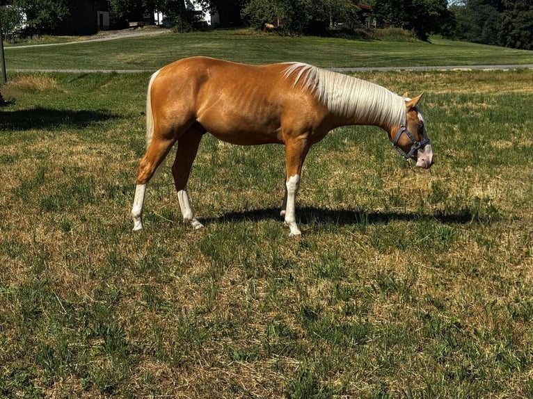 American Paint Horse Hengst 1 Jaar 152 cm Palomino in Gschwend