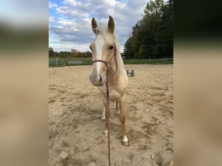 American Paint Horse Hengst 1 Jaar 152 cm Palomino in Rottenbach