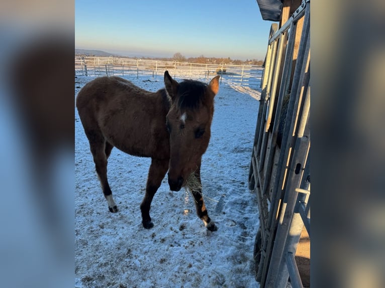 American Paint Horse Hengst 1 Jaar 152 cm  in Straubenhardt