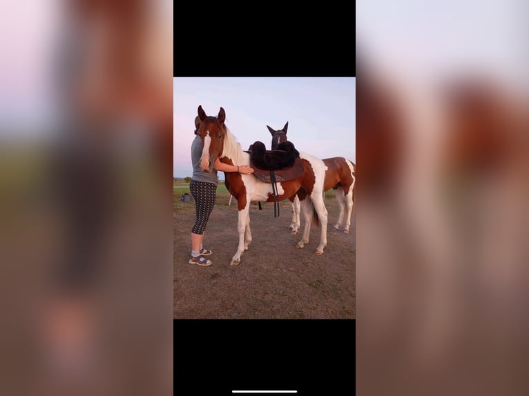 American Paint Horse Hengst 1 Jaar 152 cm Tobiano-alle-kleuren in Rottleben