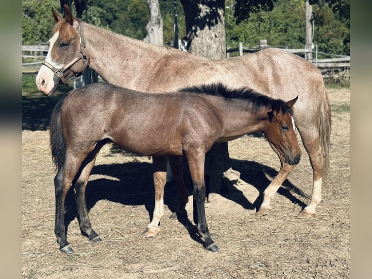 American Paint Horse Hengst 1 Jaar 153 cm Blauwschimmel in Alfeld (Leine)