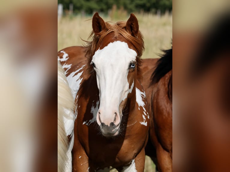 American Paint Horse Hengst 1 Jaar 153 cm Overo-alle-kleuren in Hellenthal