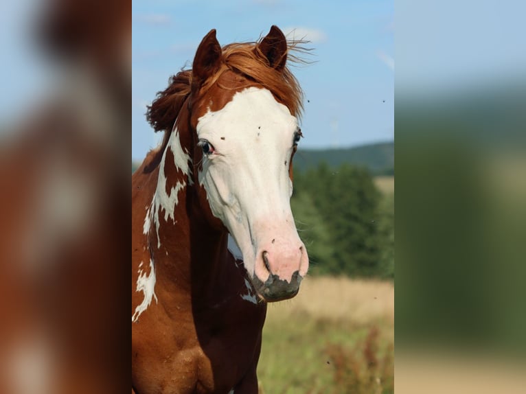 American Paint Horse Hengst 1 Jaar 153 cm Overo-alle-kleuren in Hellenthal