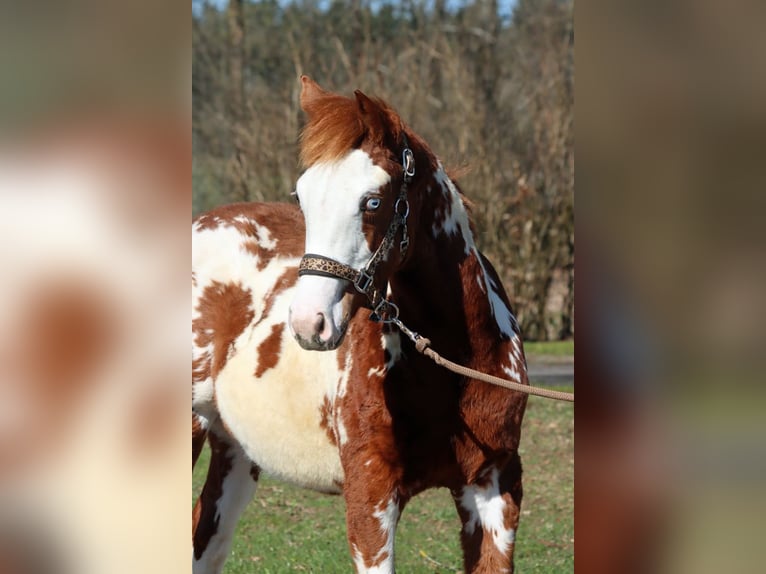 American Paint Horse Hengst 1 Jaar 153 cm Overo-alle-kleuren in Hellenthal