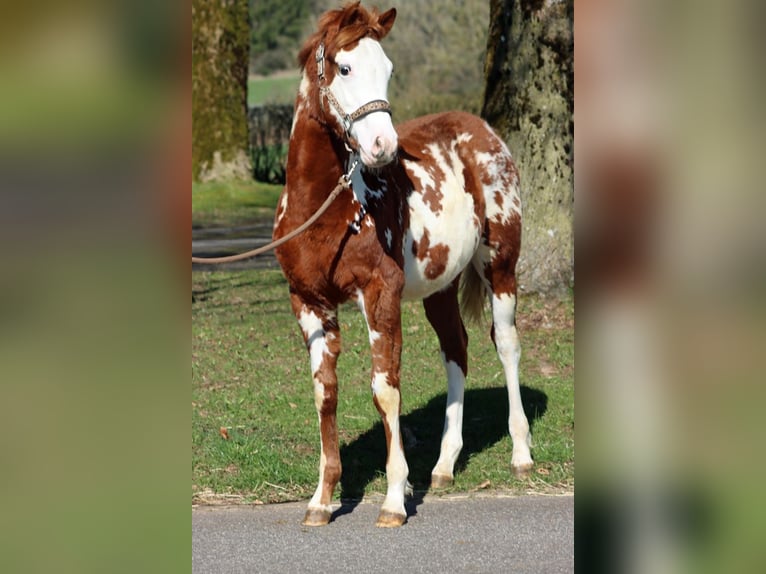American Paint Horse Hengst 1 Jaar 153 cm Overo-alle-kleuren in Hellenthal