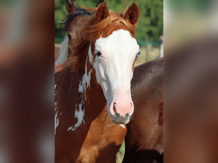 American Paint Horse Hengst 1 Jaar 153 cm Overo-alle-kleuren in Hellenthal