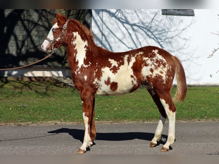American Paint Horse Hengst 1 Jaar 153 cm Overo-alle-kleuren in Hellenthal