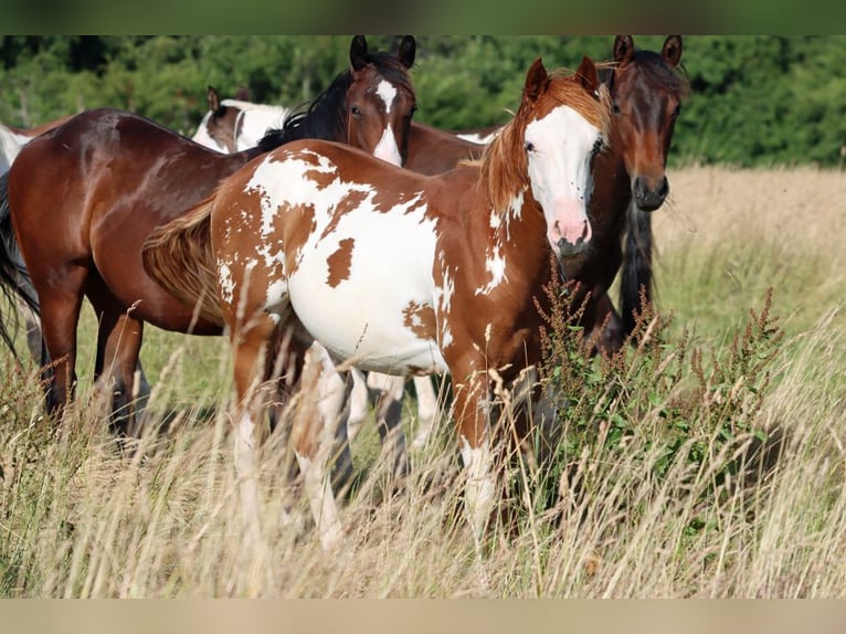 American Paint Horse Hengst 1 Jaar 153 cm Overo-alle-kleuren in Hellenthal