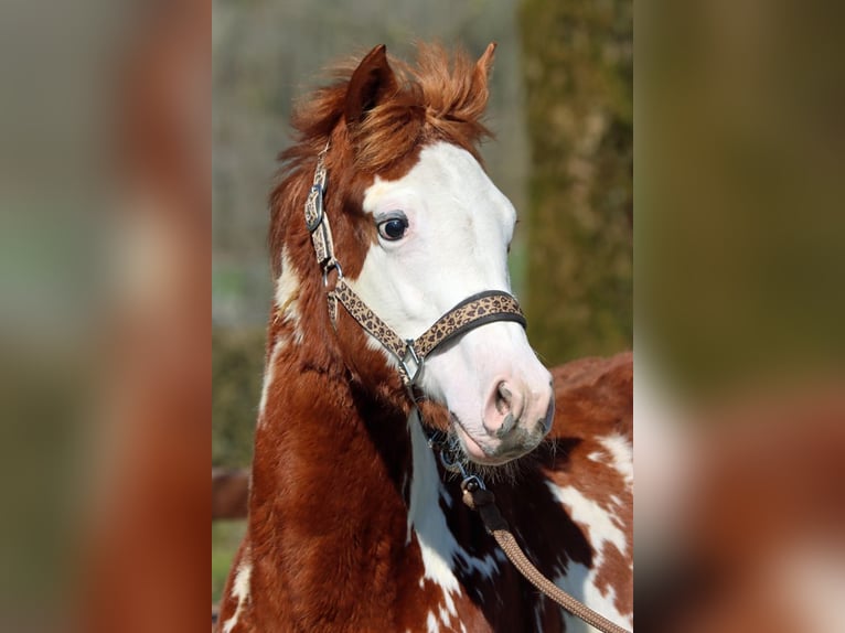 American Paint Horse Hengst 1 Jaar 153 cm Overo-alle-kleuren in Hellenthal