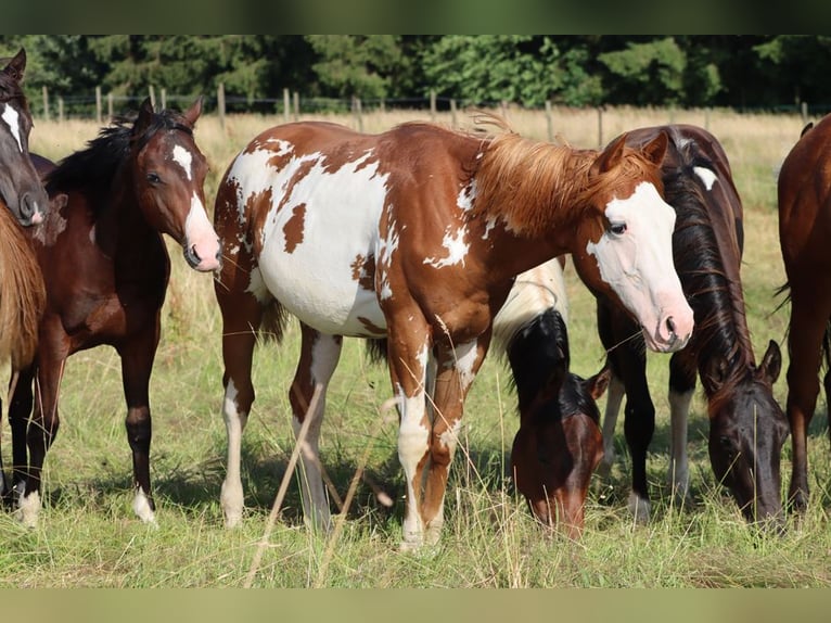 American Paint Horse Hengst 1 Jaar 153 cm Overo-alle-kleuren in Hellenthal