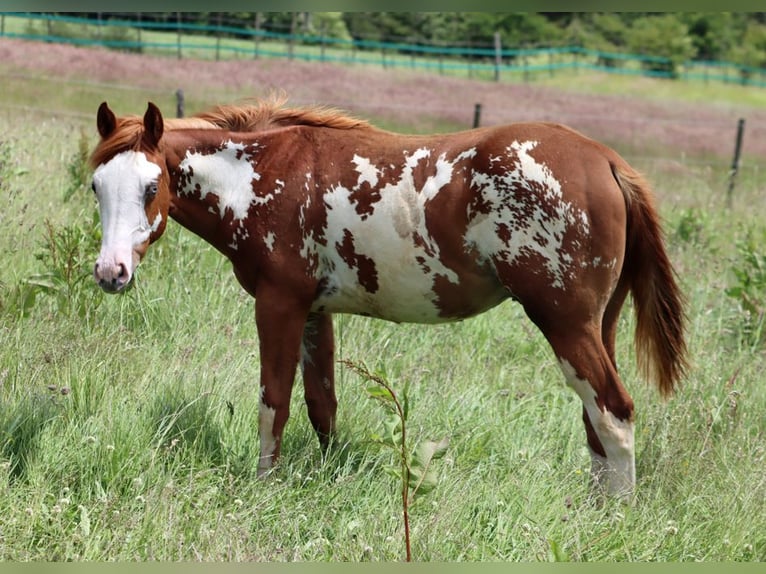 American Paint Horse Hengst 1 Jaar 153 cm Overo-alle-kleuren in Hellenthal