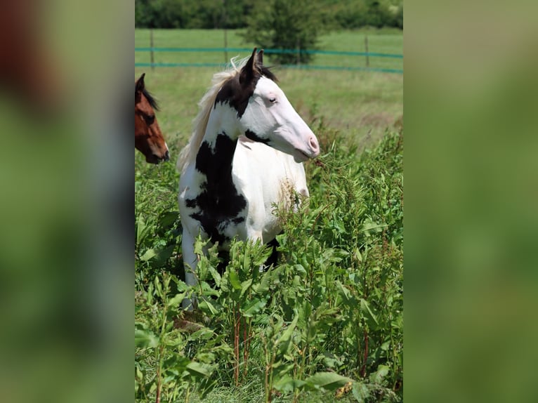 American Paint Horse Hengst 1 Jaar 153 cm Overo-alle-kleuren in Hellenthal