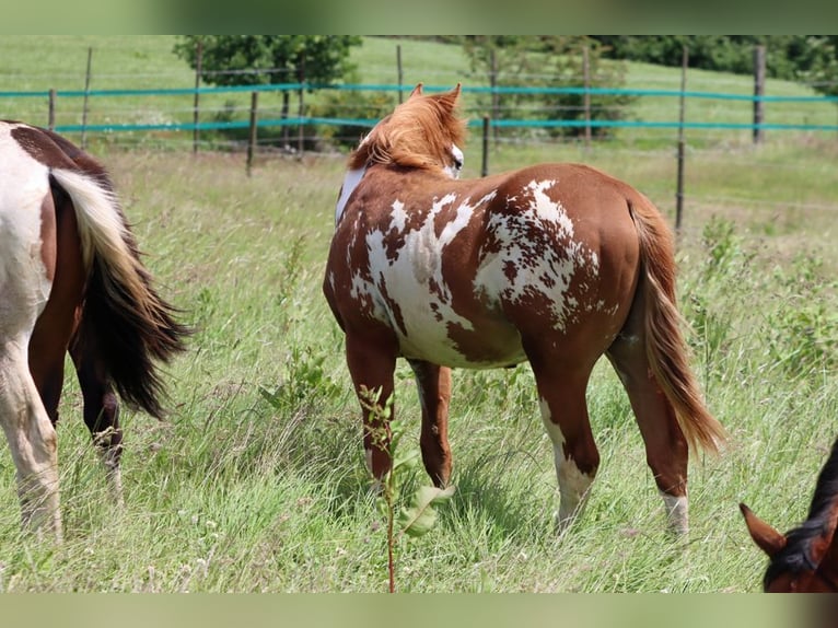 American Paint Horse Hengst 1 Jaar 153 cm Overo-alle-kleuren in Hellenthal