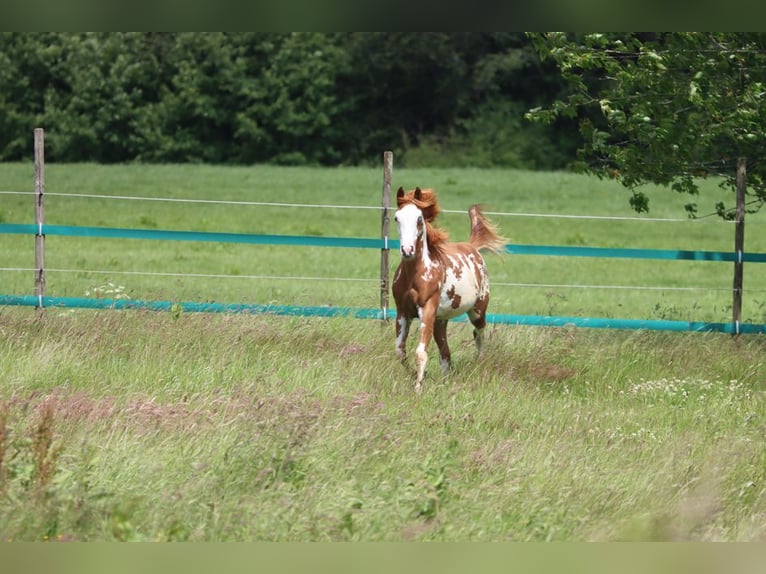 American Paint Horse Hengst 1 Jaar 153 cm Overo-alle-kleuren in Hellenthal