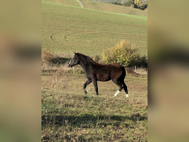 American Paint Horse Hengst 1 Jaar 153 cm Zwart in Slovakia