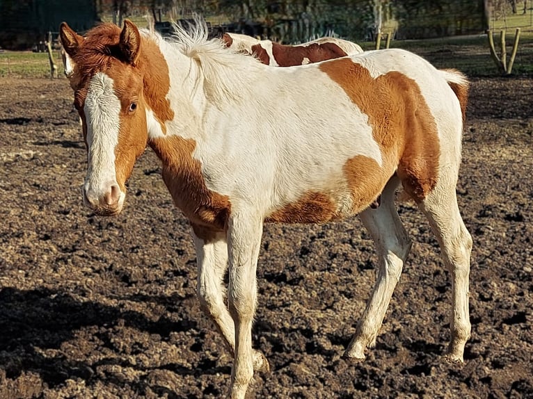 American Paint Horse Hengst 1 Jaar 154 cm Tobiano-alle-kleuren in Meyenburg