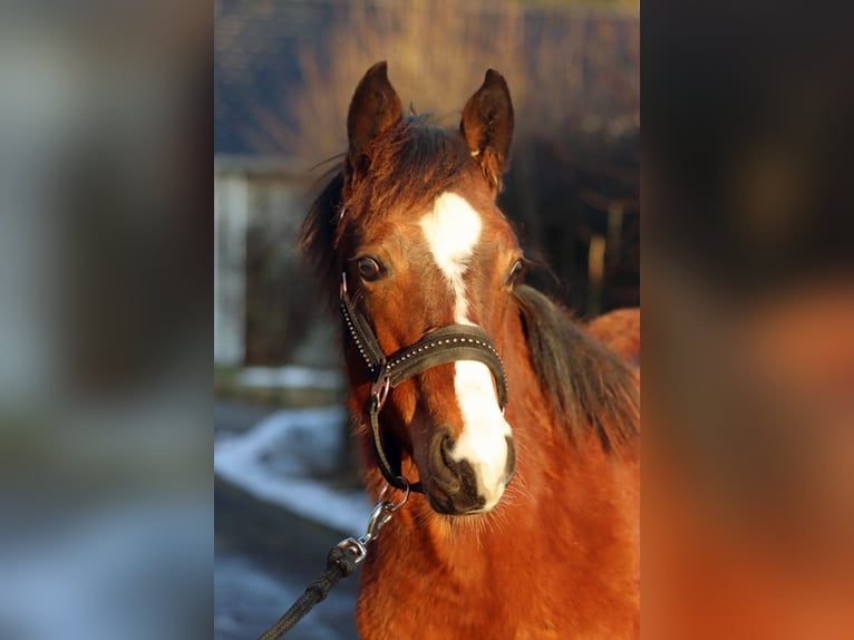 American Paint Horse Hengst 1 Jaar 155 cm Bruin in Hellenthal
