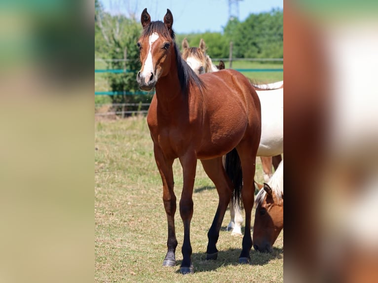 American Paint Horse Hengst 1 Jaar 155 cm Bruin in Hellenthal