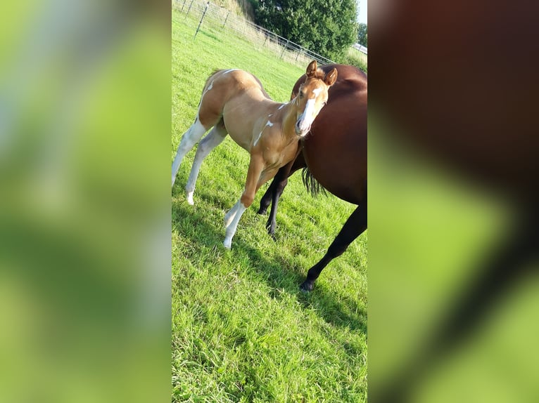American Paint Horse Hengst 1 Jaar 155 cm Champagne in Neuenhaus