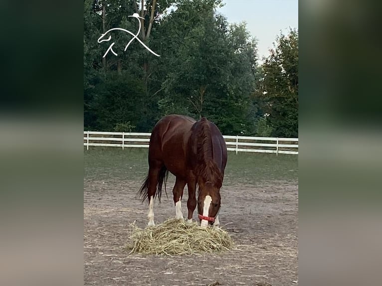 American Paint Horse Hengst 1 Jaar 155 cm Donkere-vos in Landau
