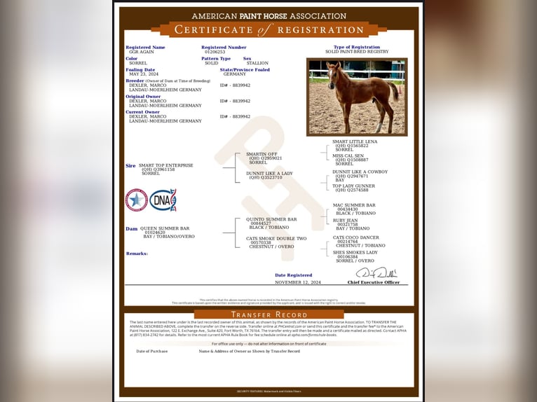 American Paint Horse Hengst 1 Jaar 155 cm Donkere-vos in Landau